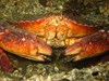 Photo of Cancer productus